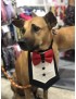 Dog Tux Bandana