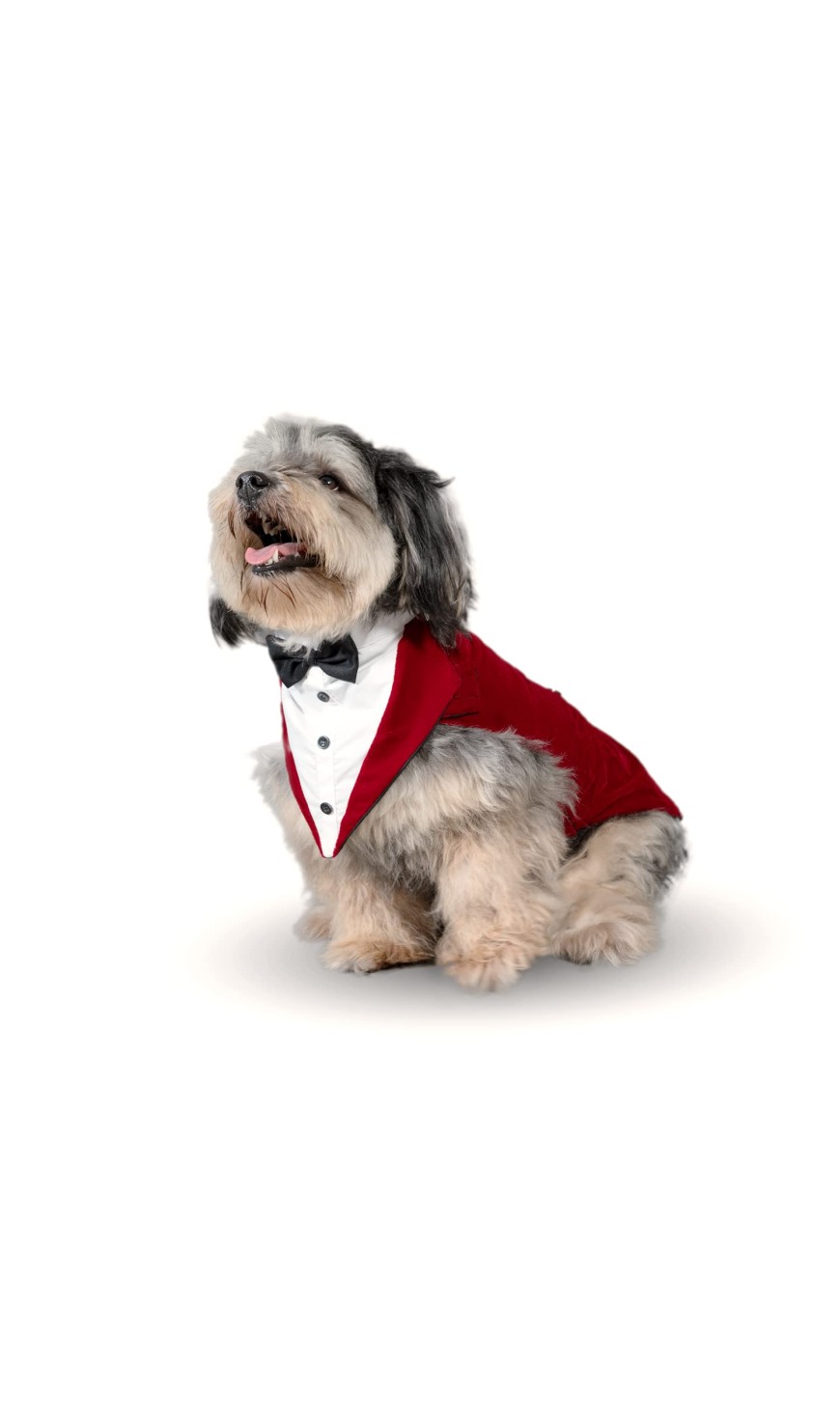 Dog Tuxedo And Bandana Set