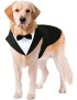 Dogs Wedding Party Suit