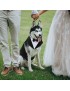 Dogs Wedding Party Suit